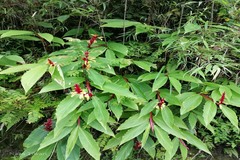 Cautleya spicata